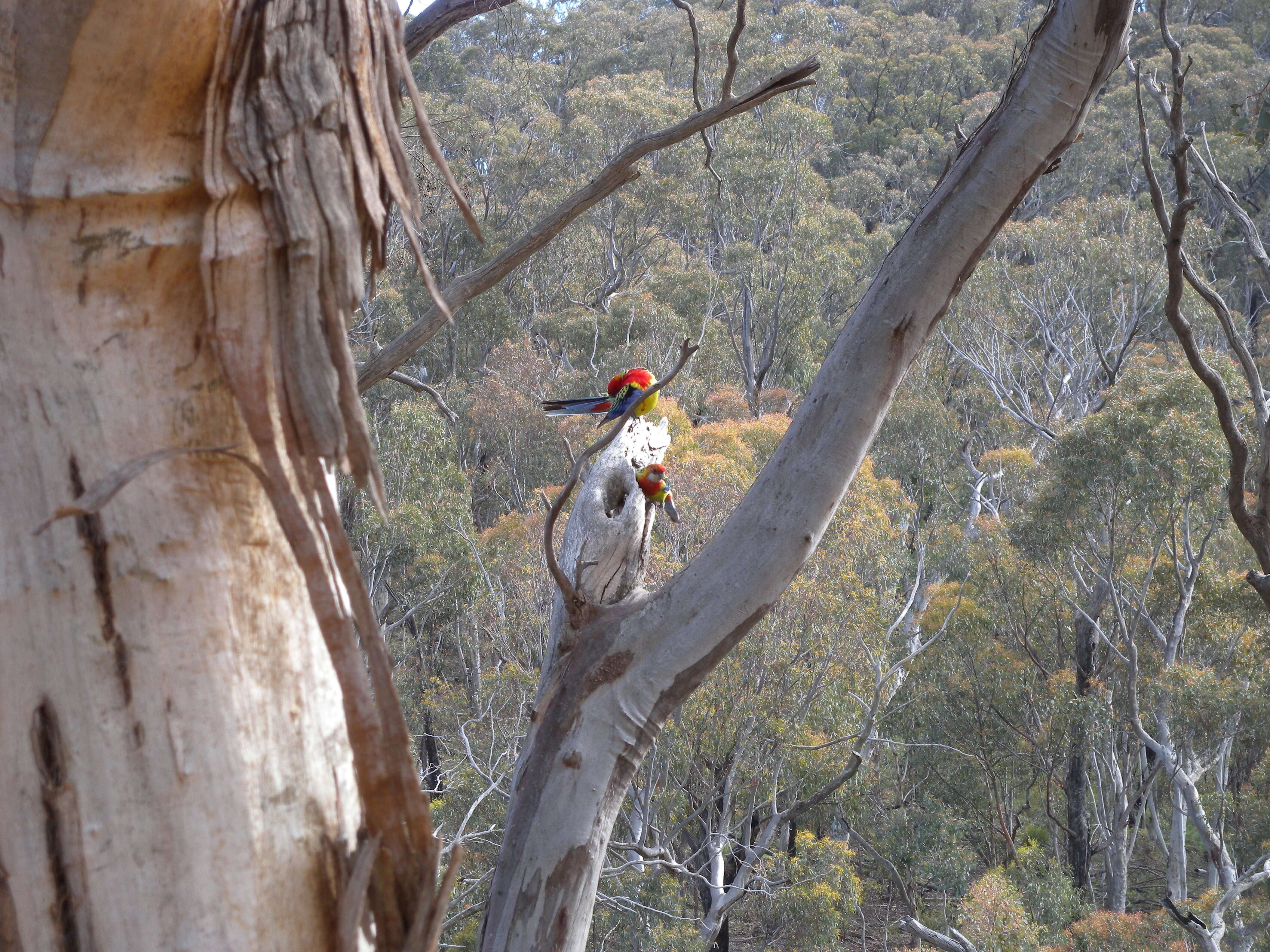 Image of Eastern Rosella