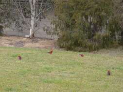 Image of Crimson Rosella