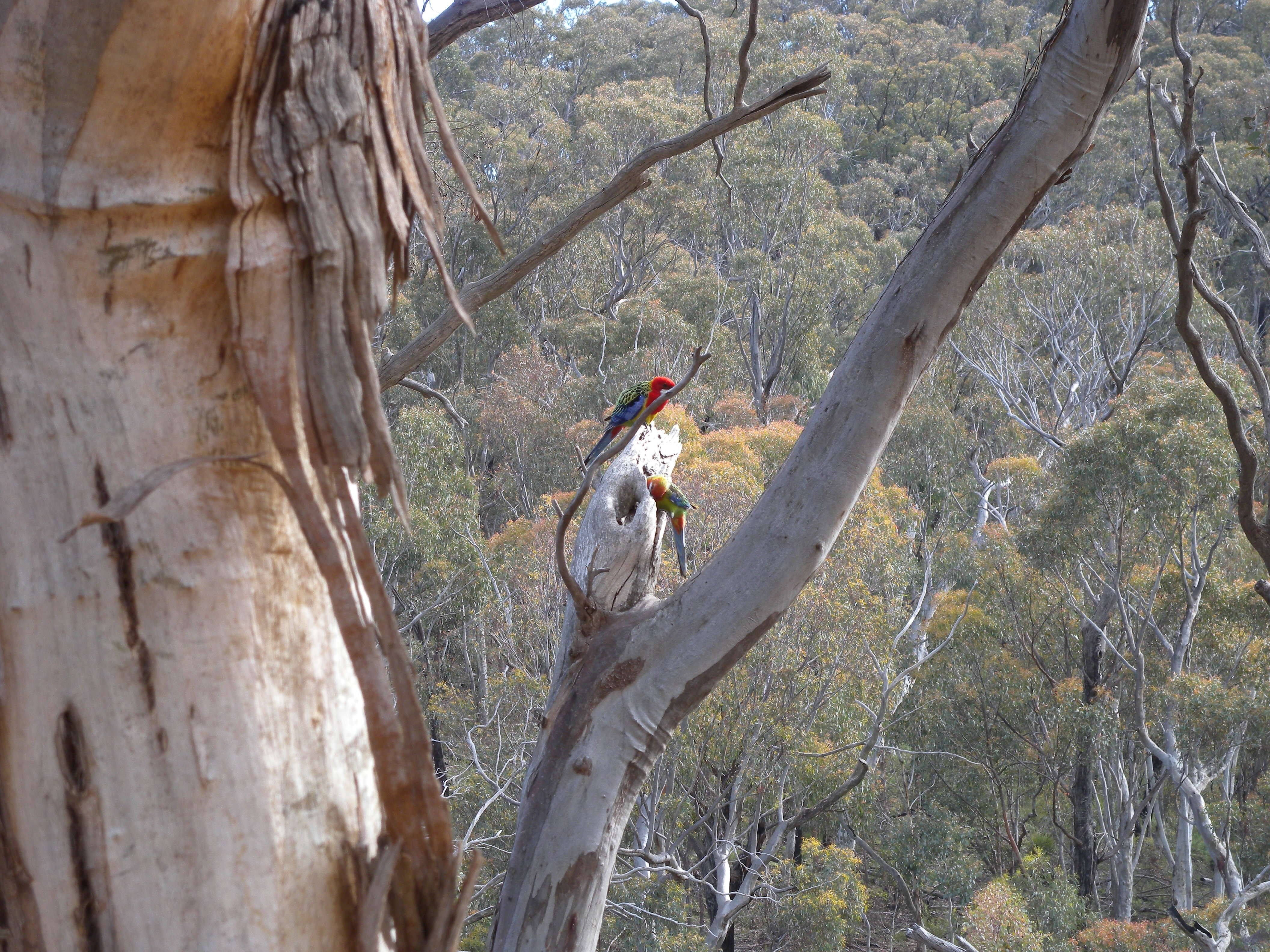 Image of Eastern Rosella