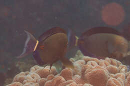 Image of Orange socket surgeonfish