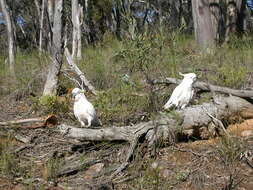 Image of Sulphur-crested Cockatoo