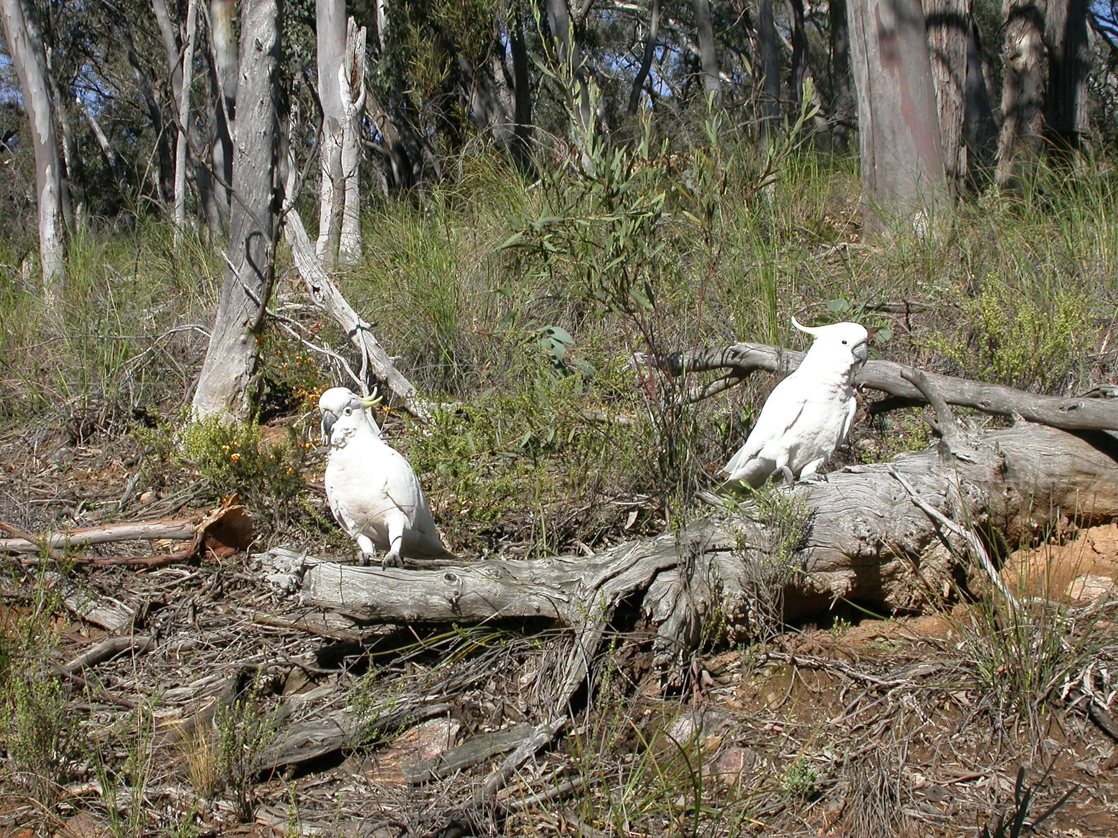 Image of Sulphur-crested Cockatoo