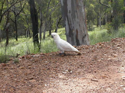 Image of Sulphur-crested Cockatoo