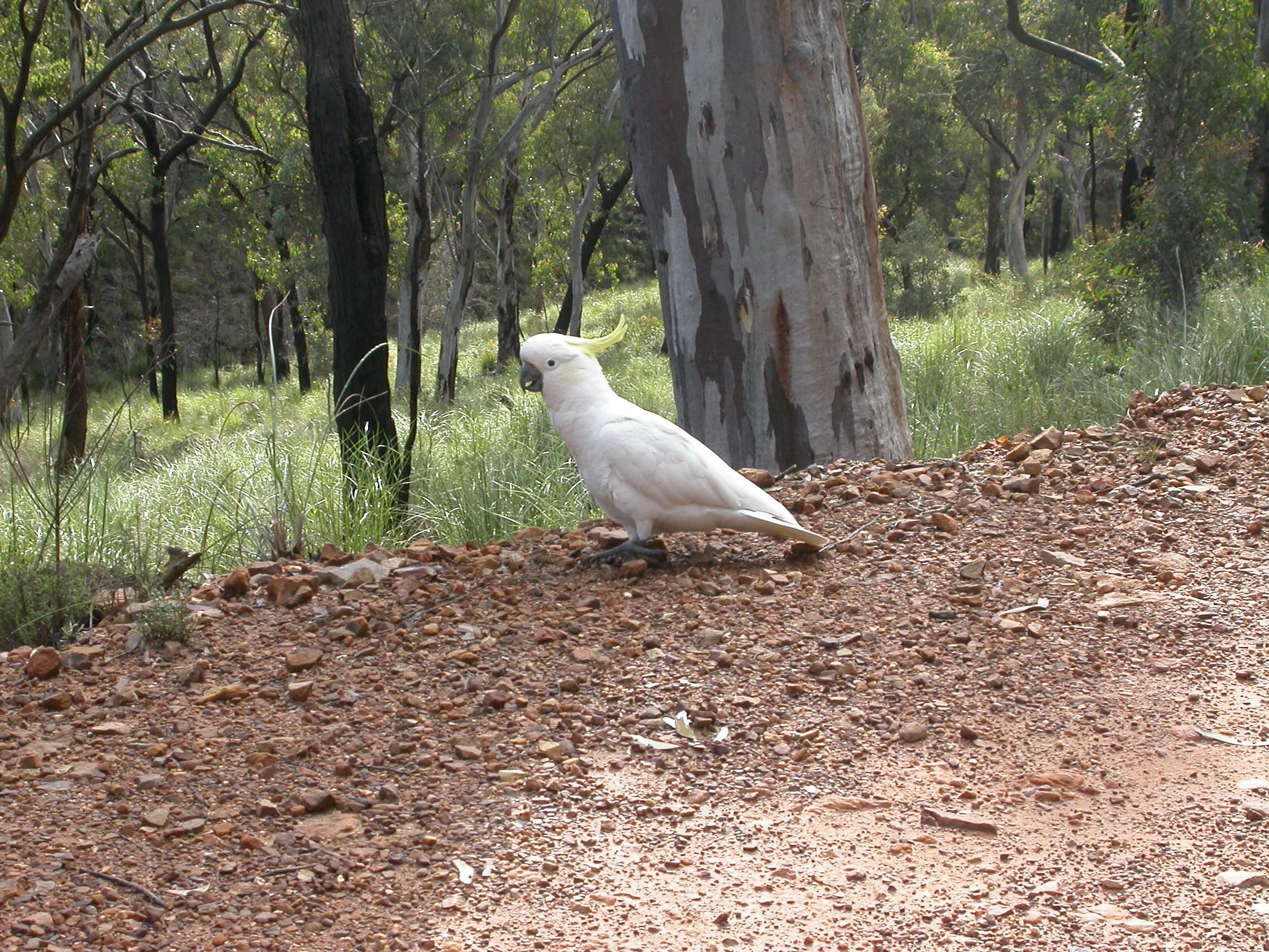 Image of Sulphur-crested Cockatoo