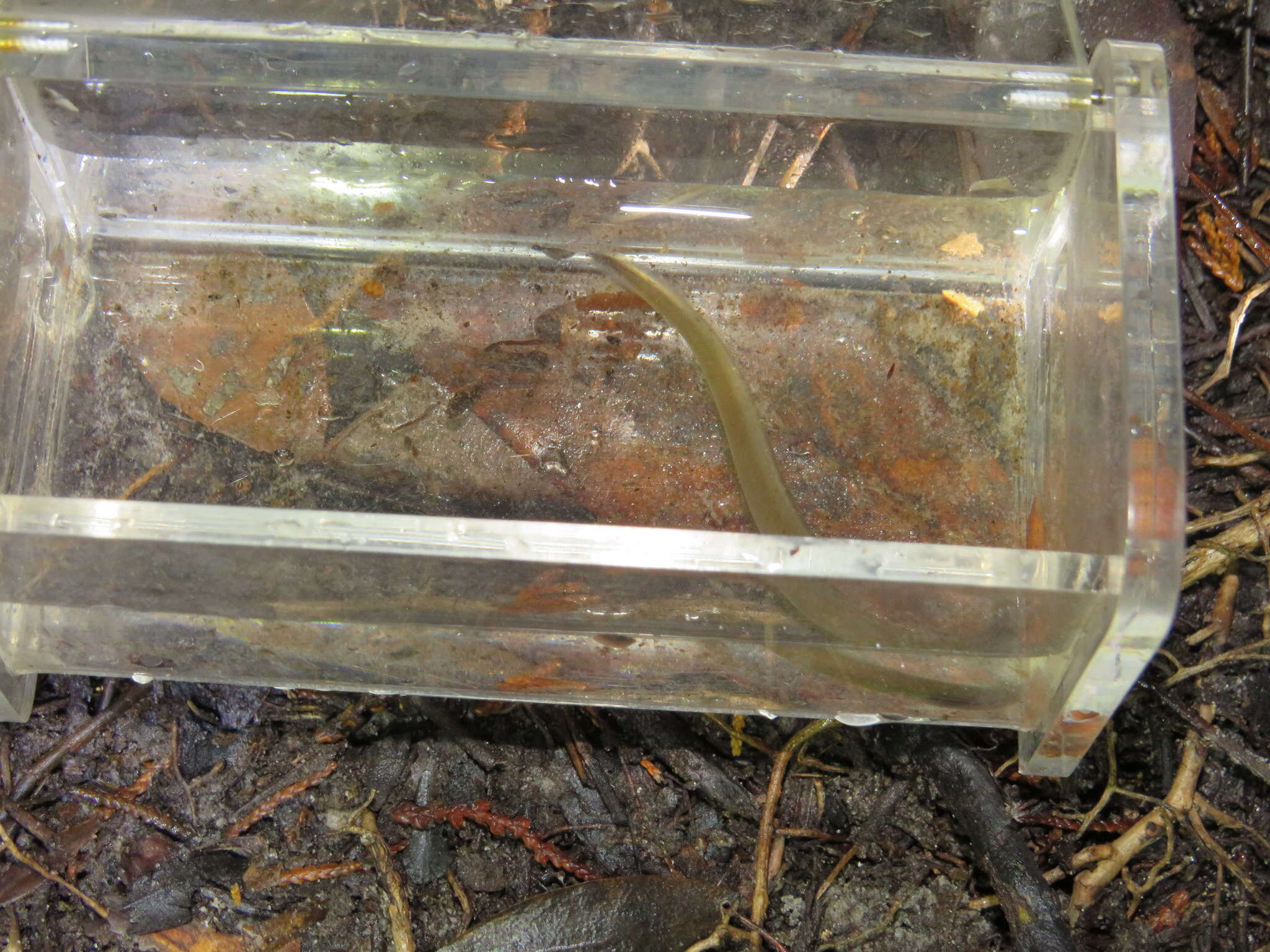 Image of Southern brook lamprey