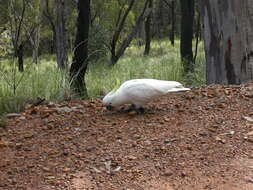 Image of Sulphur-crested Cockatoo