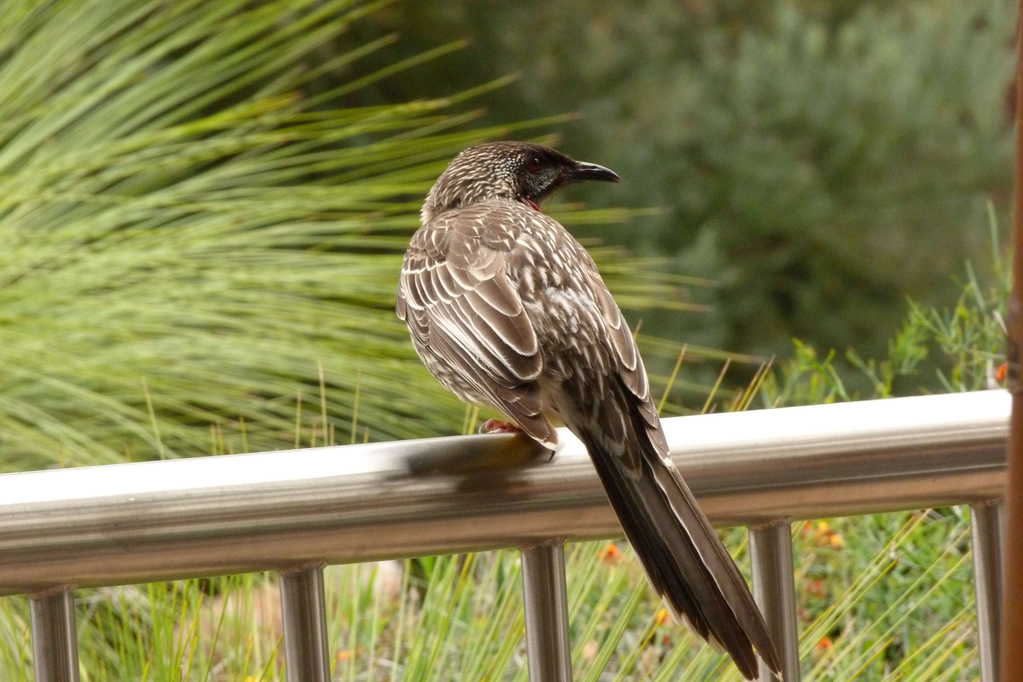 Image of Red Wattlebird