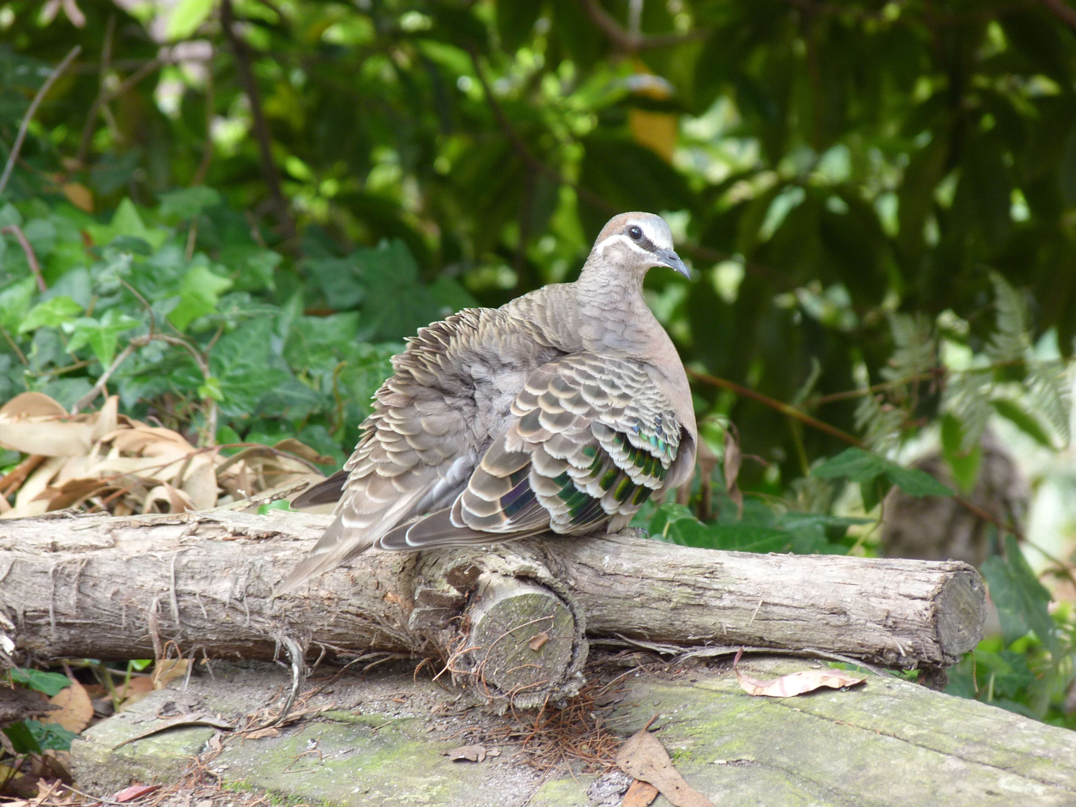 Image of Common Bronzewing