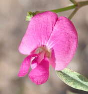 Image of <i>Tephrosia capensis</i> var. <i>angustifolia</i> E. Mey.