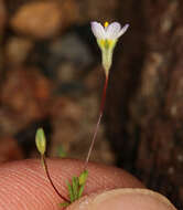 Image of northern linanthus