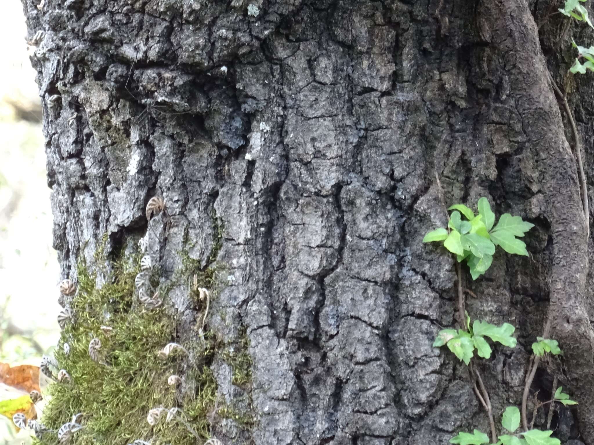 Image of Quercus runcinatifolia Trel. & C. H. Müll.