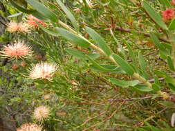 Plancia ëd <i>Leucospermum <i>tottum</i></i> var. tottum