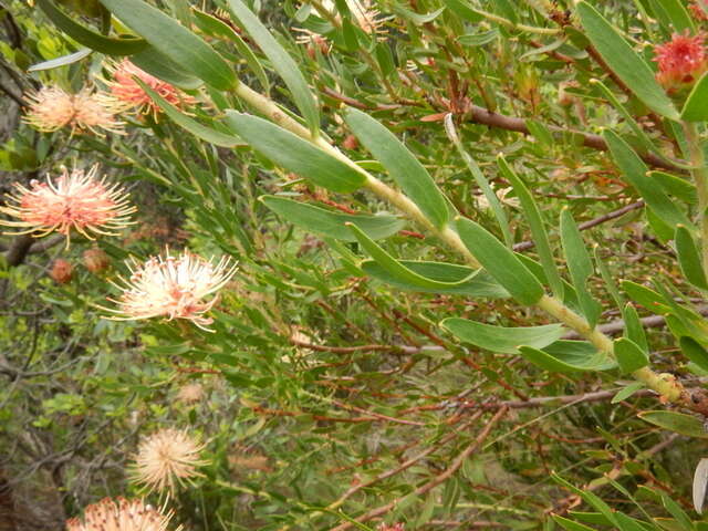 Plancia ëd <i>Leucospermum <i>tottum</i></i> var. tottum