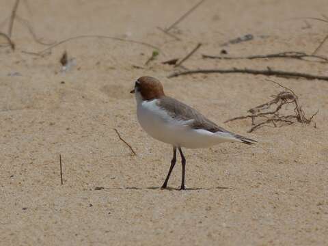 Image of Red-capped Dotterel