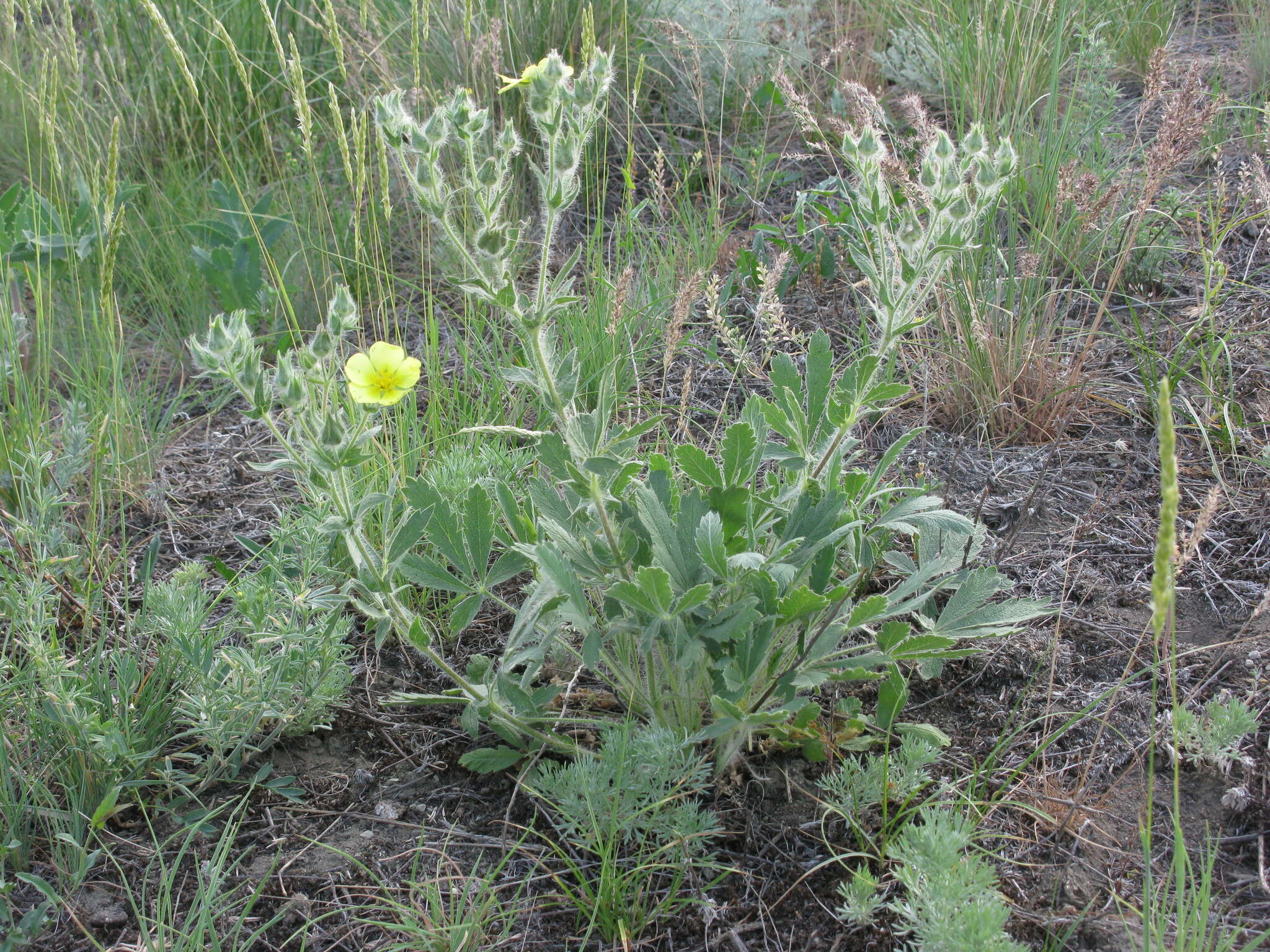 Слика од Potentilla astracanica Jacq.