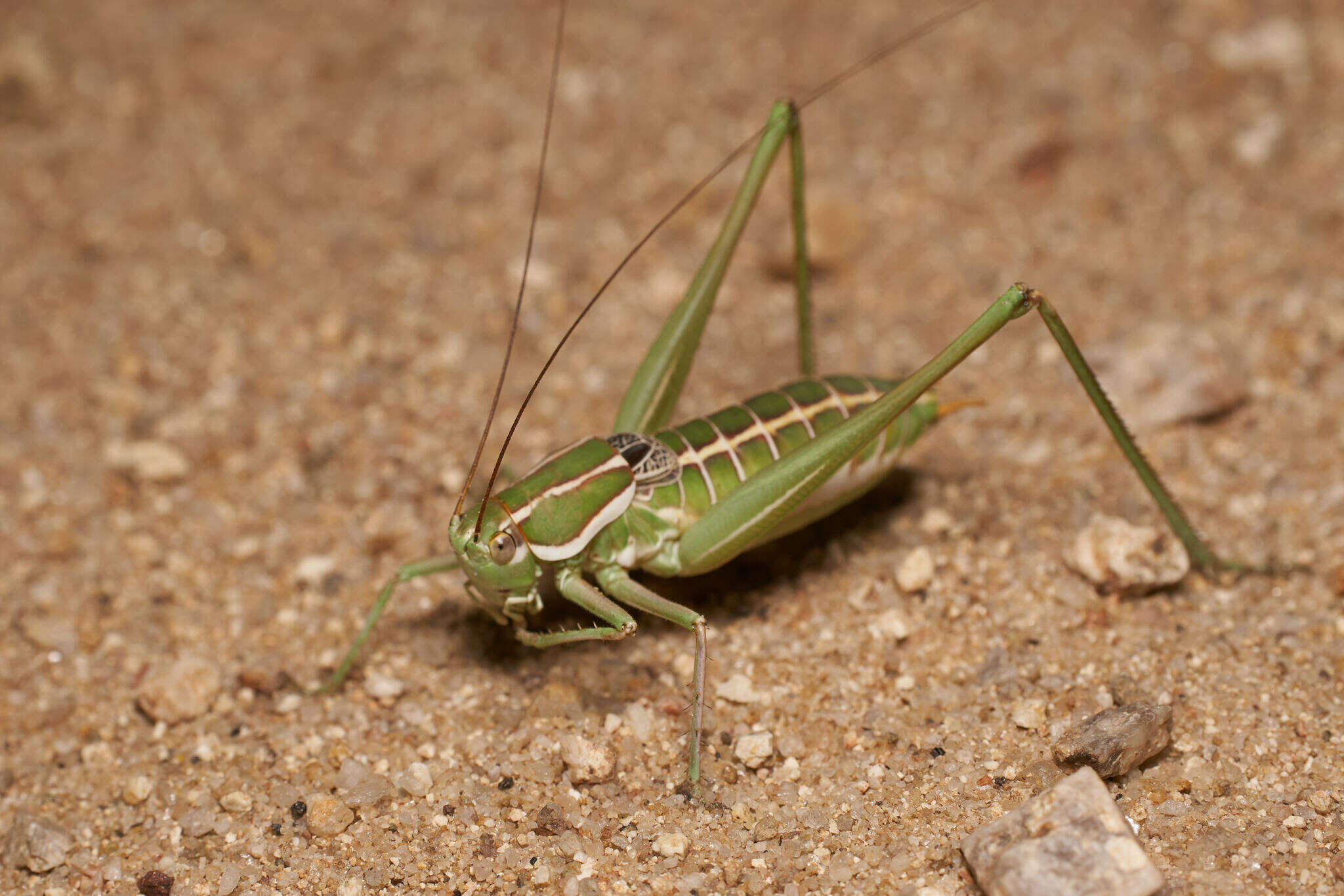 Image of Two-lined Shieldback