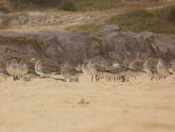 Image of Bar-tailed Godwit