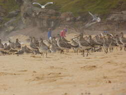 Image of Bar-tailed Godwit