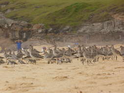 Image of Bar-tailed Godwit