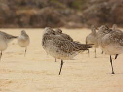 Image of Bar-tailed Godwit