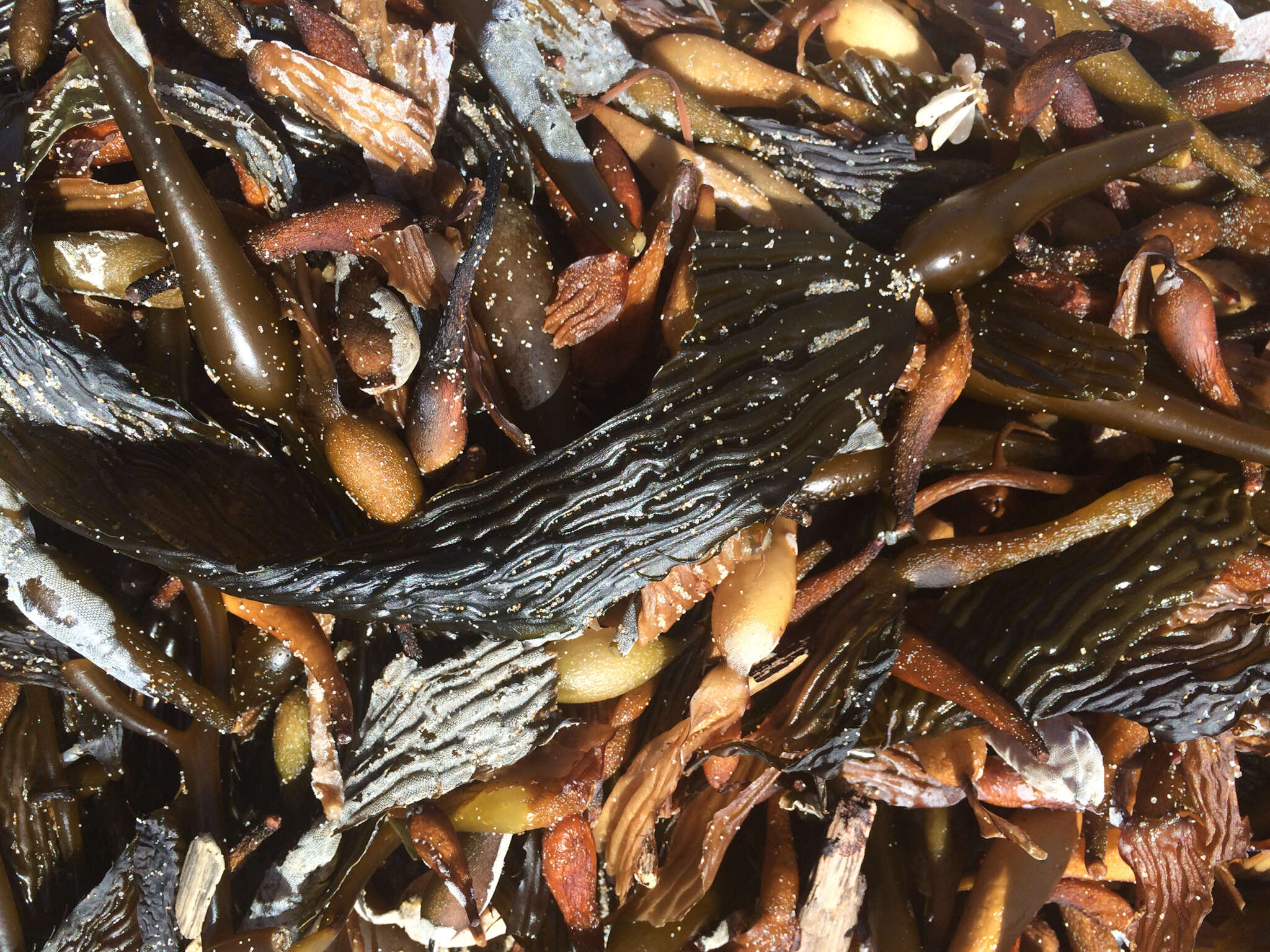 Image of Giant kelp