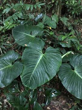 Image of philodendron