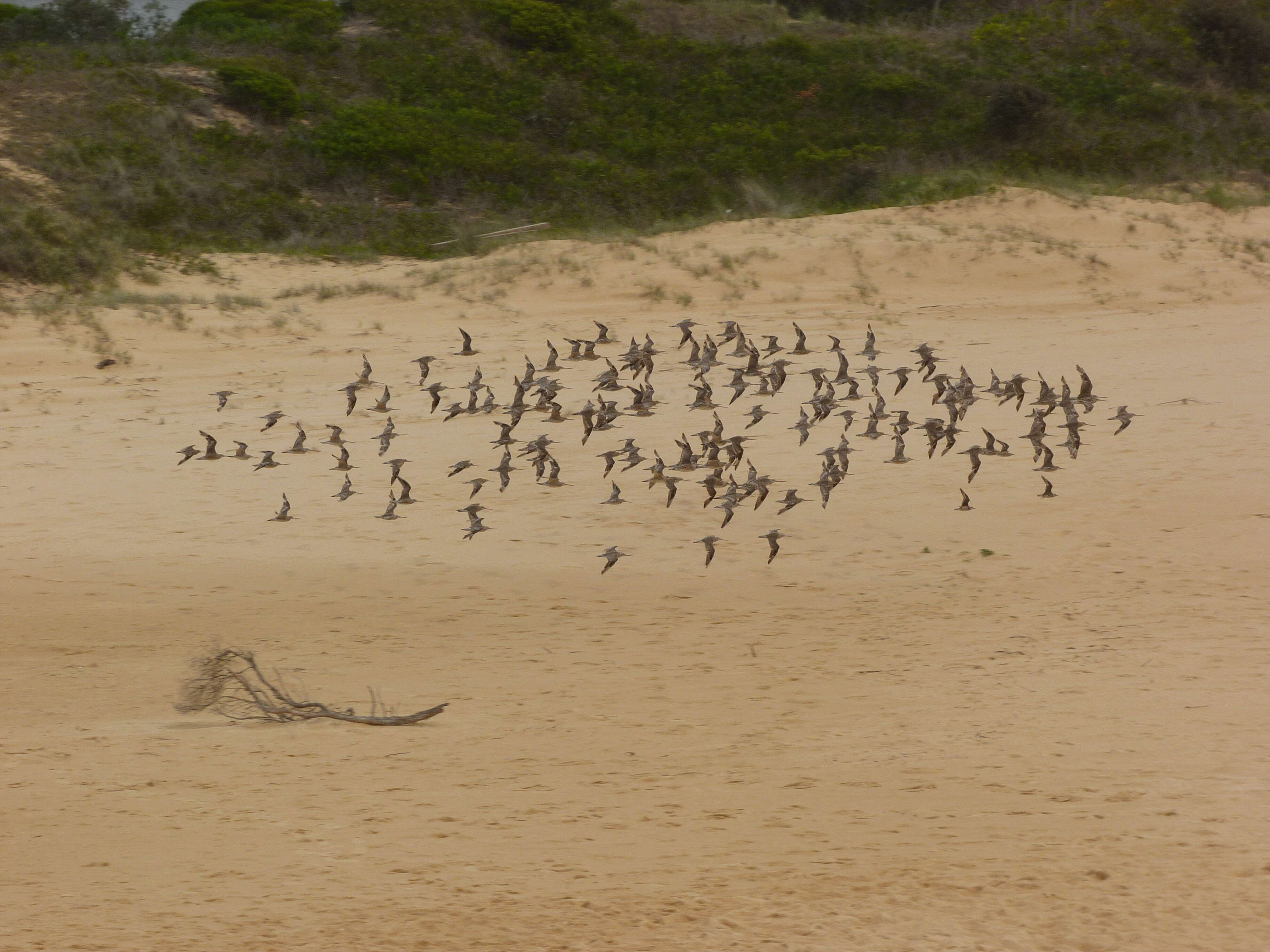 Image of Bar-tailed Godwit