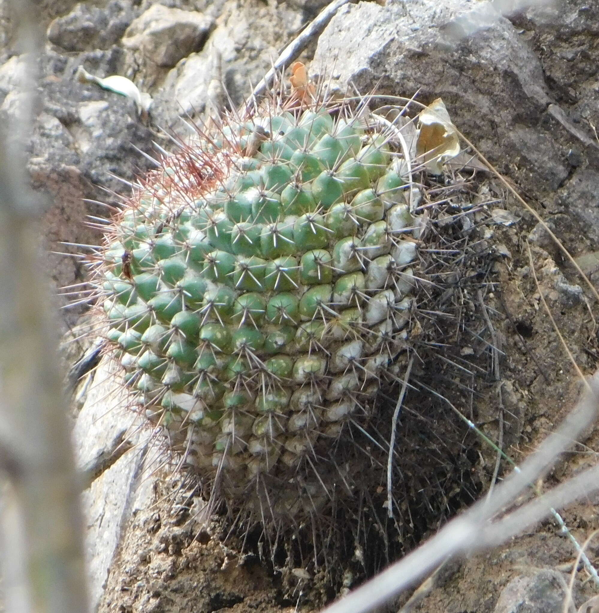 Image of Mammillaria sonorensis R. T. Craig