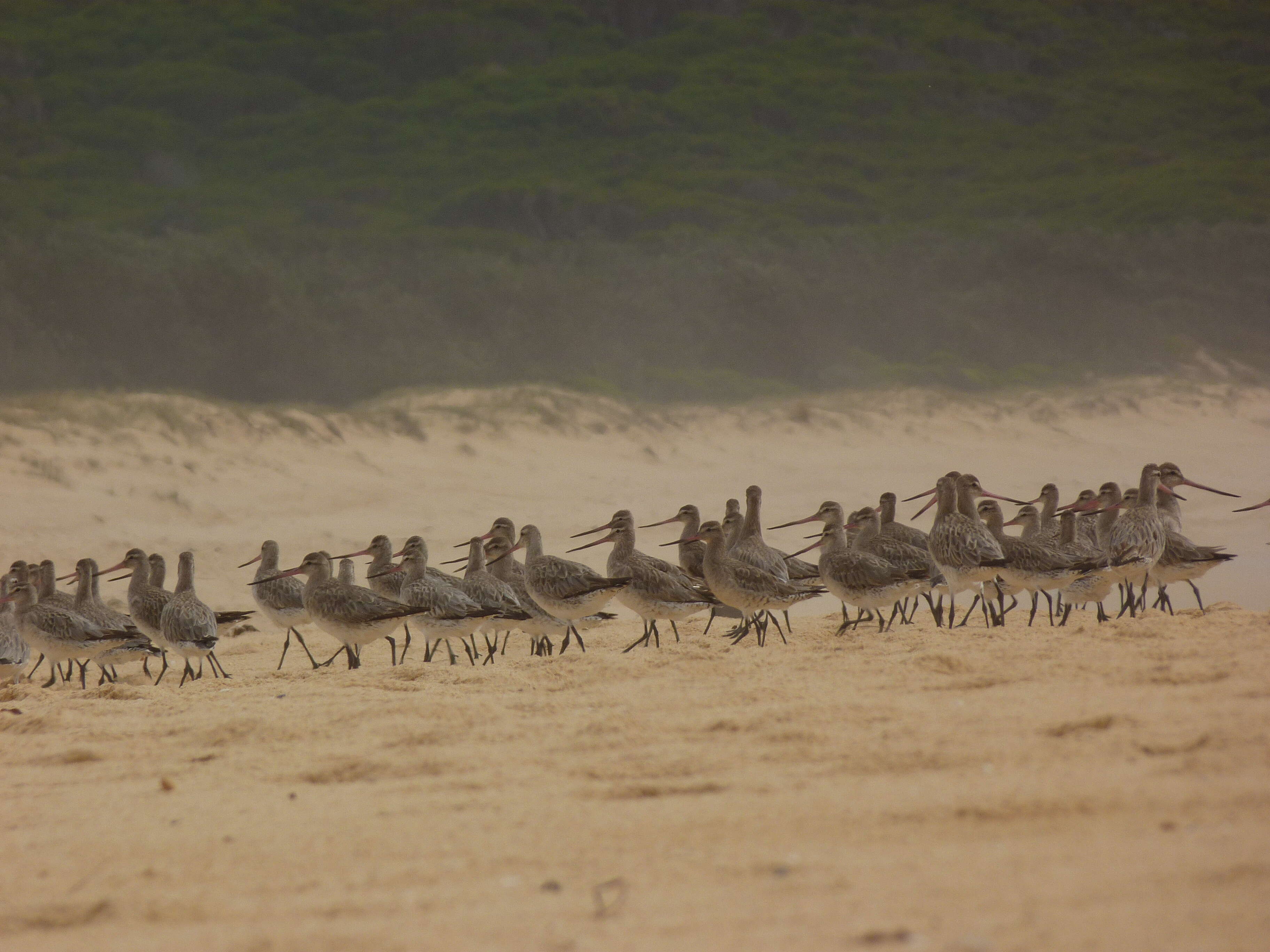 Image of Bar-tailed Godwit