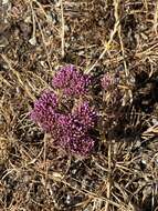 Image of Palmer's spineflower