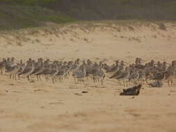 Image of Bar-tailed Godwit