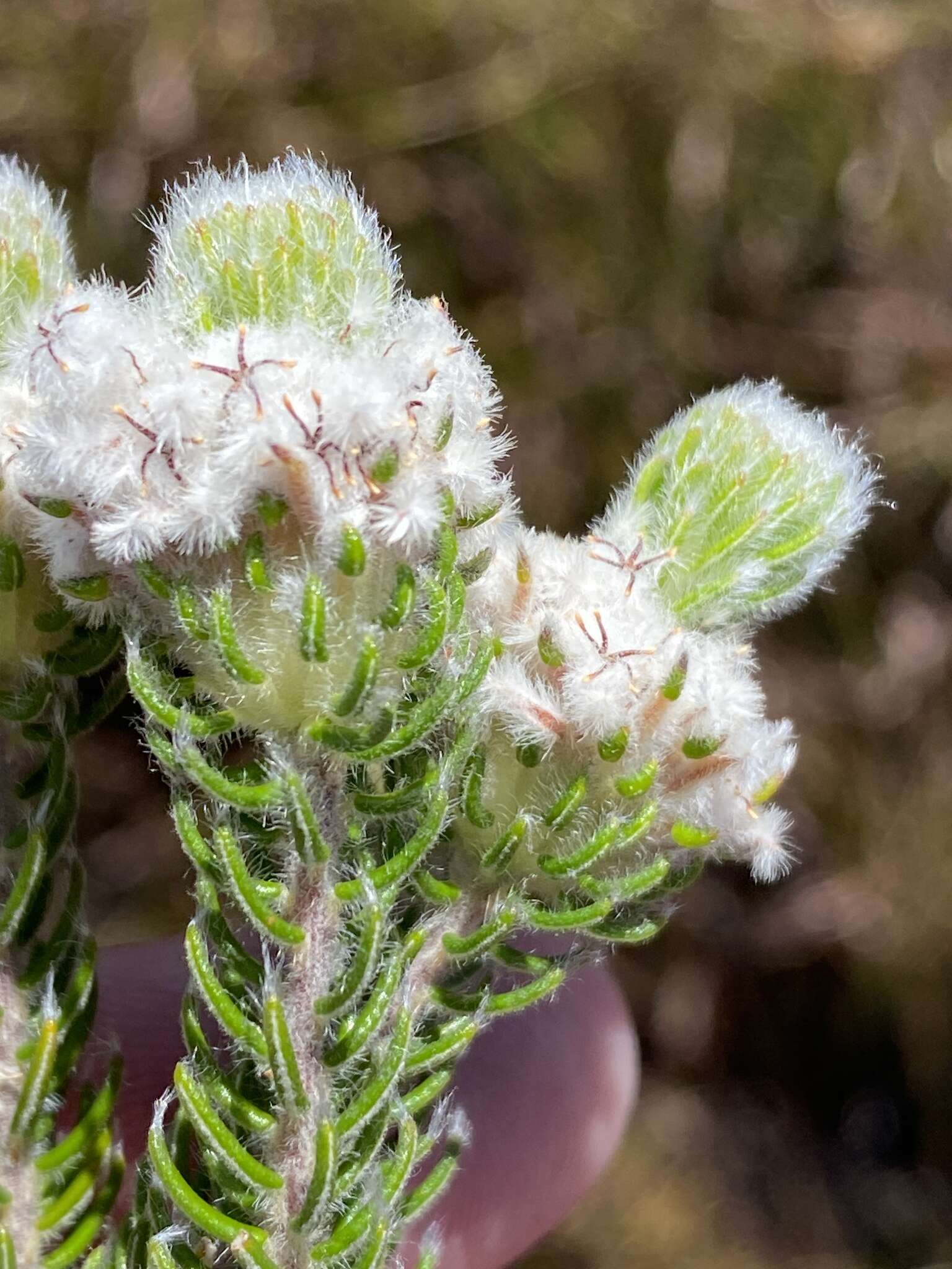Image of Phylica constricta Pillans