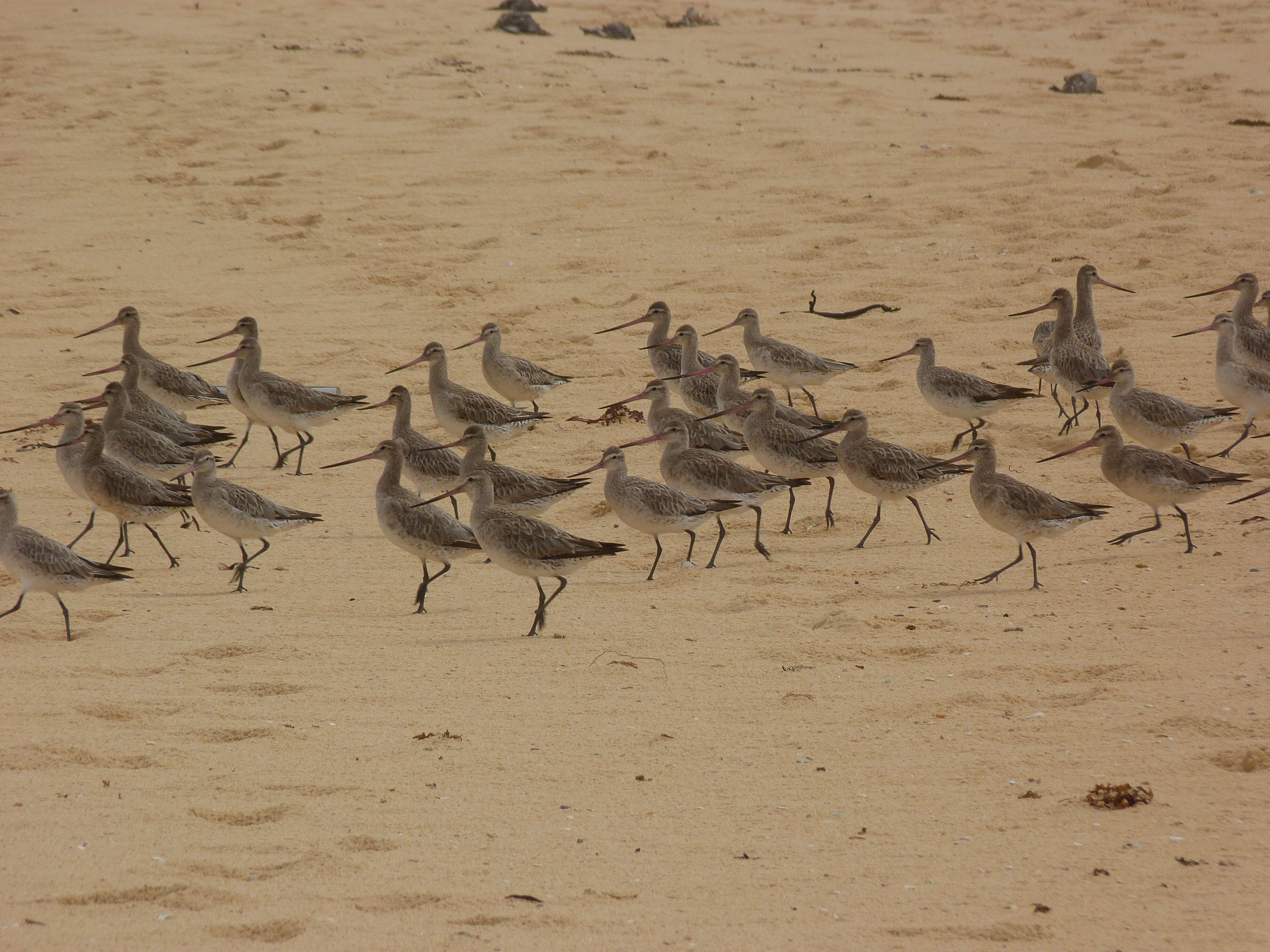 Image of Bar-tailed Godwit