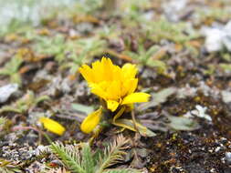 Plancia ëd Arenaria boliviana F. Williams