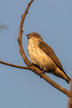 Image of Thick-billed Flowerpecker