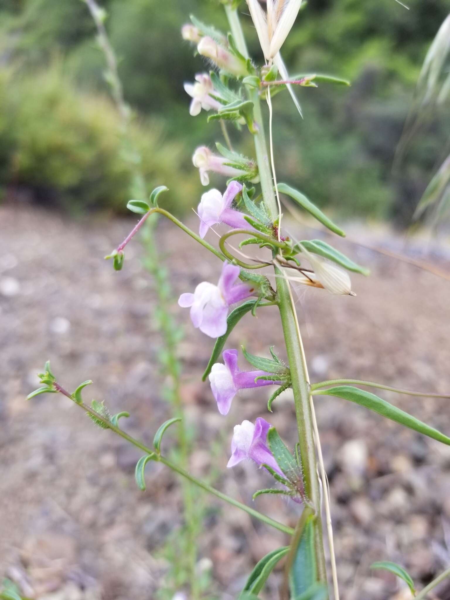 Image de <i>Sairocarpus <i>vexillocalyculatus</i></i> subsp. vexillocalyculatus