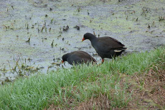 Plancia ëd Gallinula tenebrosa Gould 1846