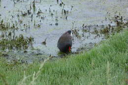 Image of Dusky Moorhen