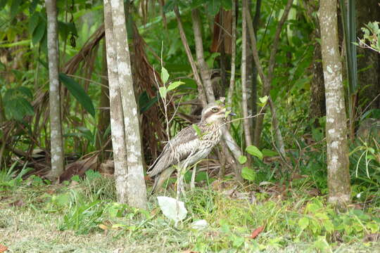 Image of Bush Stone-curlew