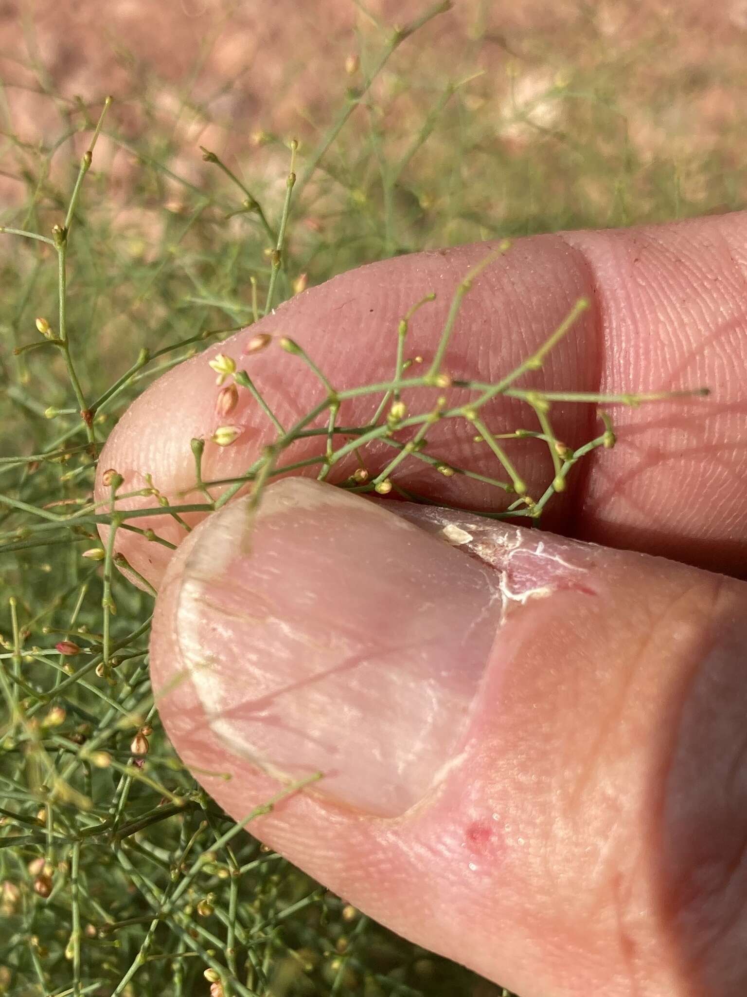 Image of Wetherill's buckwheat