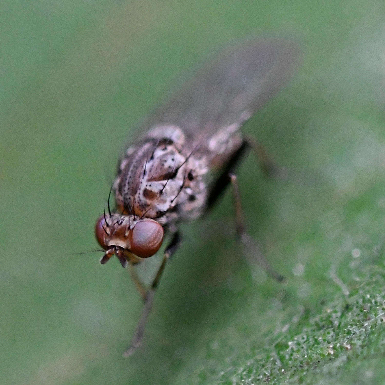 Image of Minettia maculithorax (Malloch 1926)