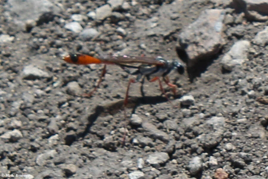 Слика од Ammophila aberti Haldeman 1852