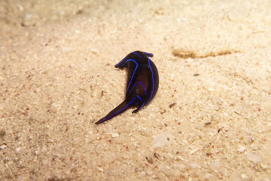 Image of Black and blue swallowtail slug