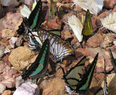 Image of <i>Graphium <i>sarpedon</i></i> sarpedon