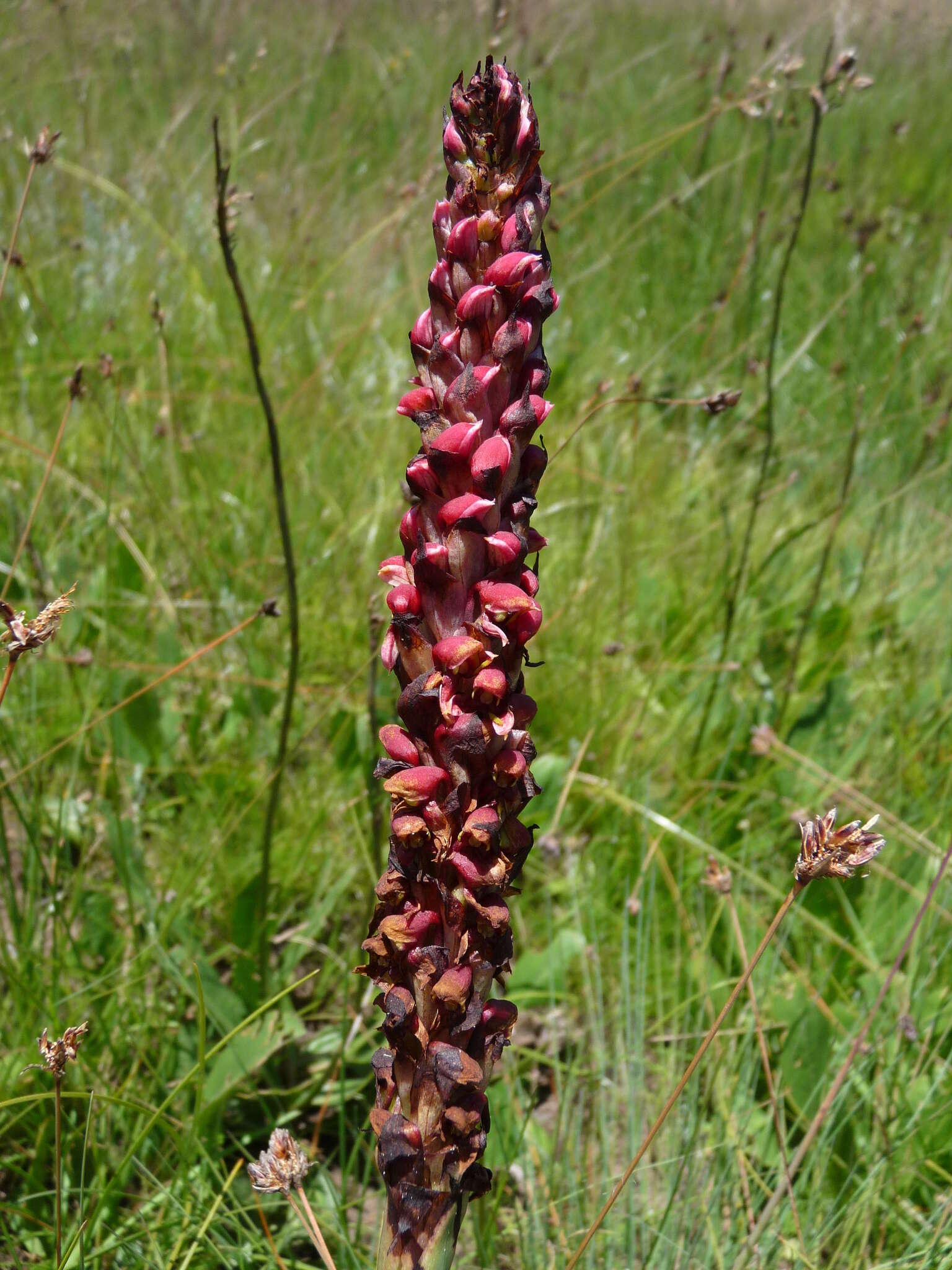 Image of Disa versicolor Rchb. fil.