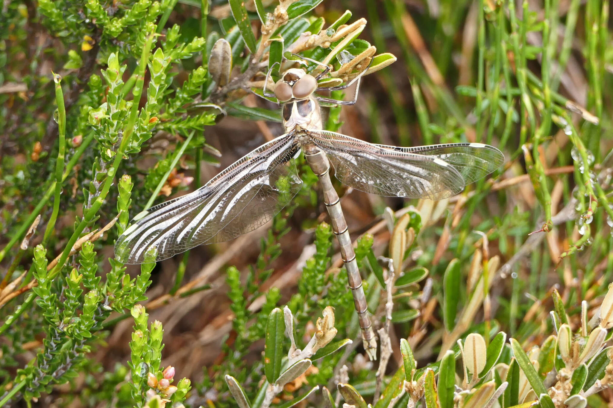 Image of Telephlebia brevicauda Tillyard 1916