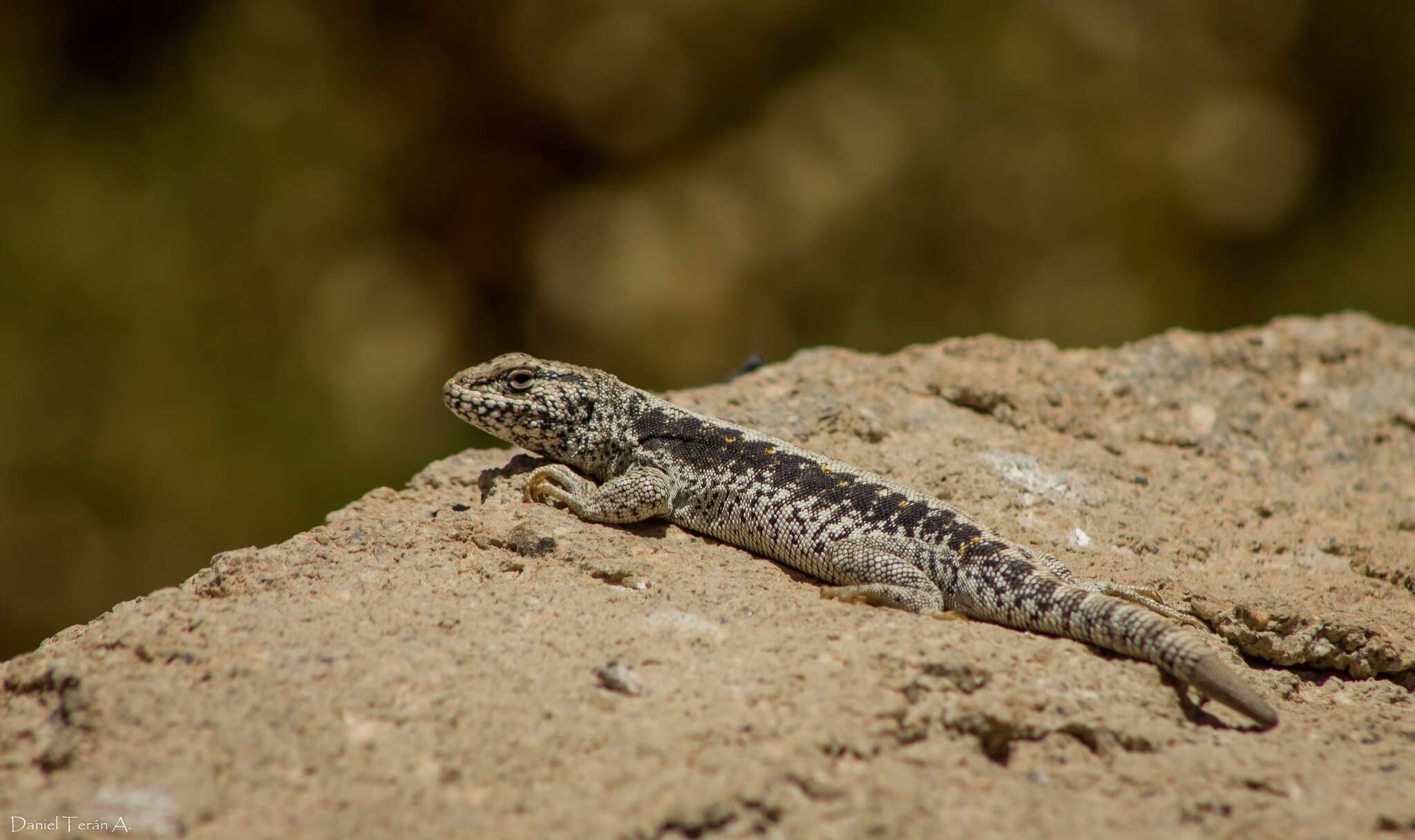 Image of Fox’s lizard