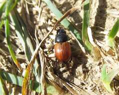 Plancia ëd Aphodius fimetarius (Linnaeus 1758)