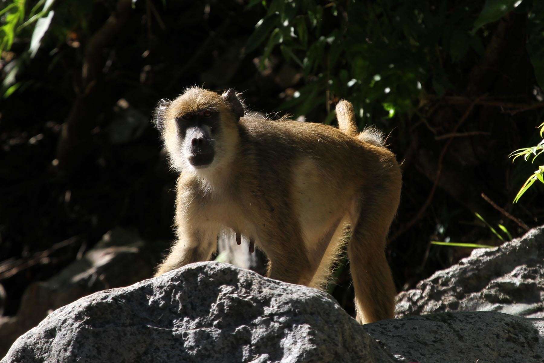 Image of Yellow Baboon