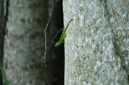 Image of Hispaniolan green anole